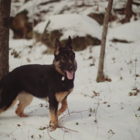 Snow dog! Snow dog!